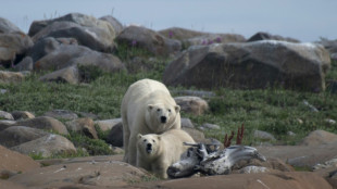 Polar bears struggling to adapt to longer ice-free Arctic periods