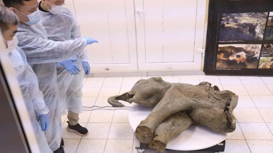 La Russie expose un petit mammouth quasi intact de 50.000 ans