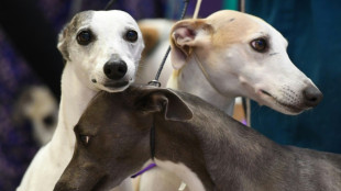 Chez les chiens, mieux vaut être petit au long museau que grand à face plate