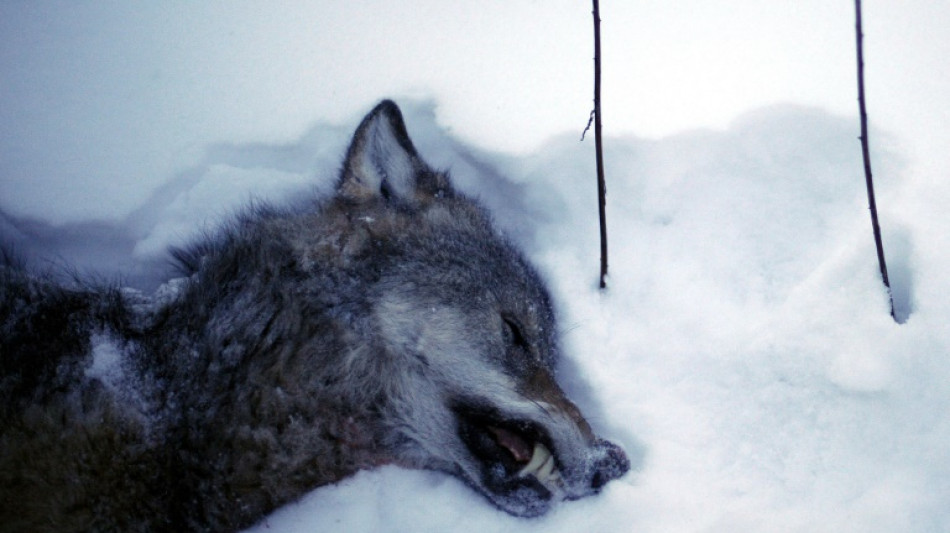 En Suède, une chasse géante au loup qui divise