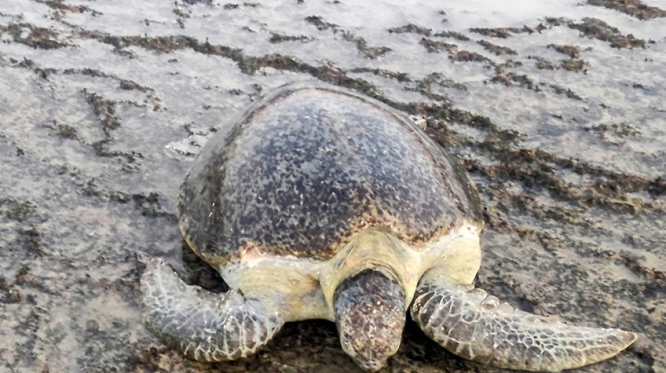 Warming beaches threaten Yemen sea turtles' future